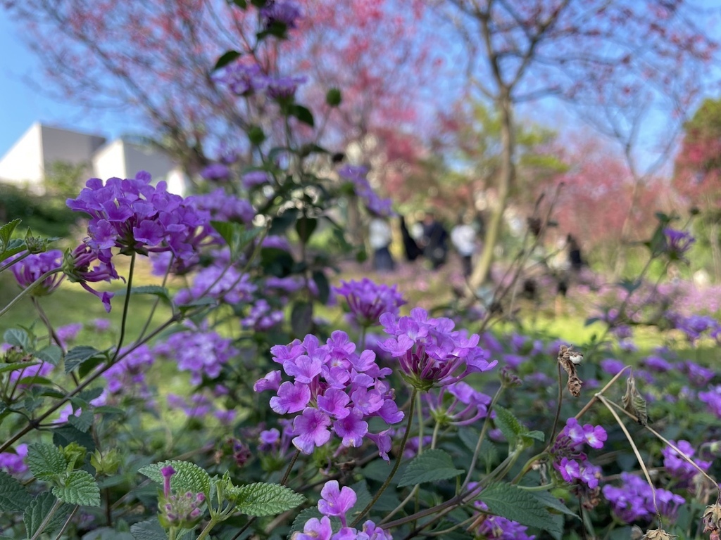 情人節鶯歌永吉公園賞炮仗花20240214