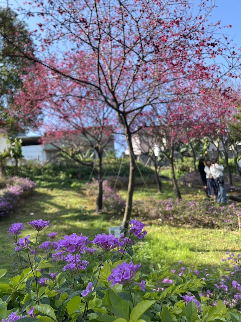 情人節鶯歌永吉公園賞炮仗花20240214