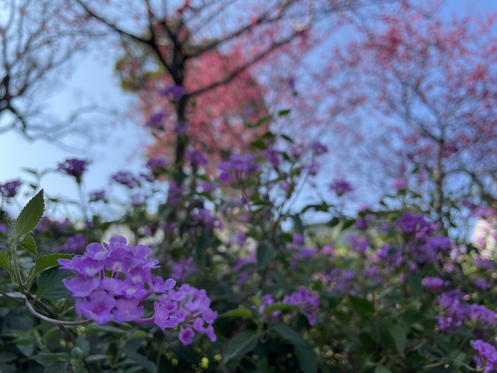 情人節鶯歌永吉公園賞炮仗花20240214