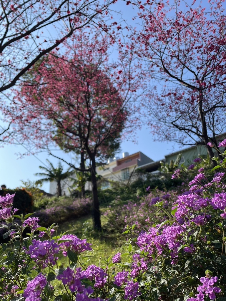 情人節鶯歌永吉公園賞炮仗花20240214