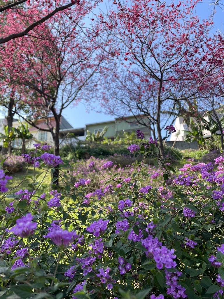 情人節鶯歌永吉公園賞炮仗花20240214