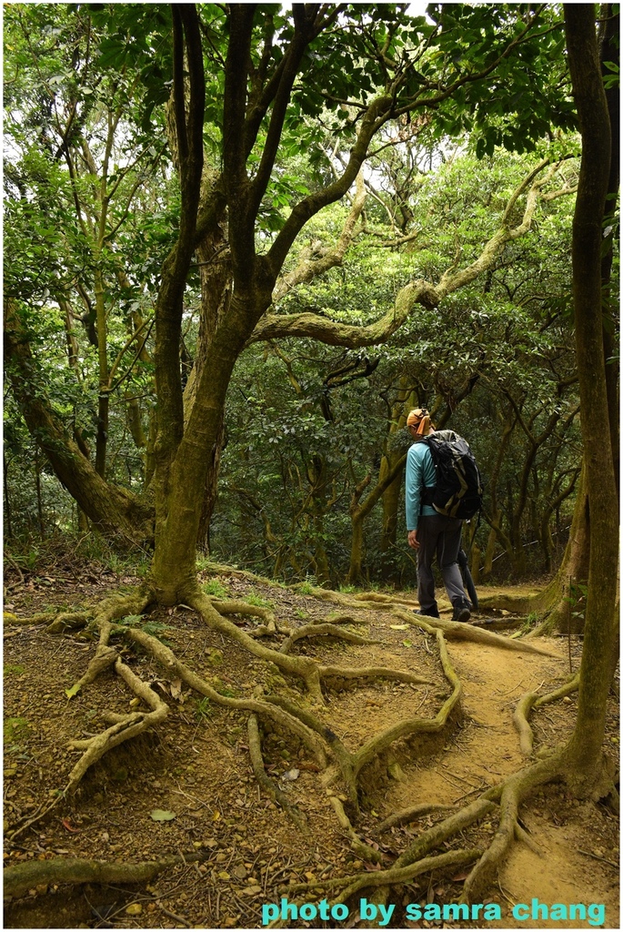 碧龍宮→鶯歌石步道→光明山稜線→忠義宮→光明山稜線→二坑步道