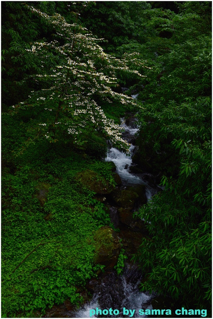 台灣蝴蝶戲珠花.jpg