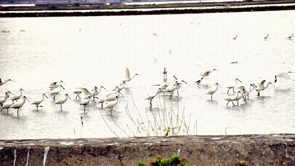 黑面琵鷺20251120