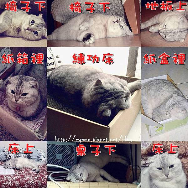 來自喵星的你 來自喵星的你
