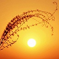 夕陽2.jpg