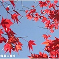 藍與紅