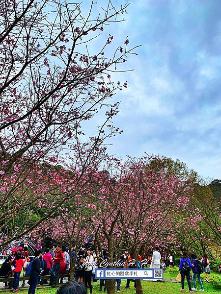 陽明山花季｜跟著紅心出去玩