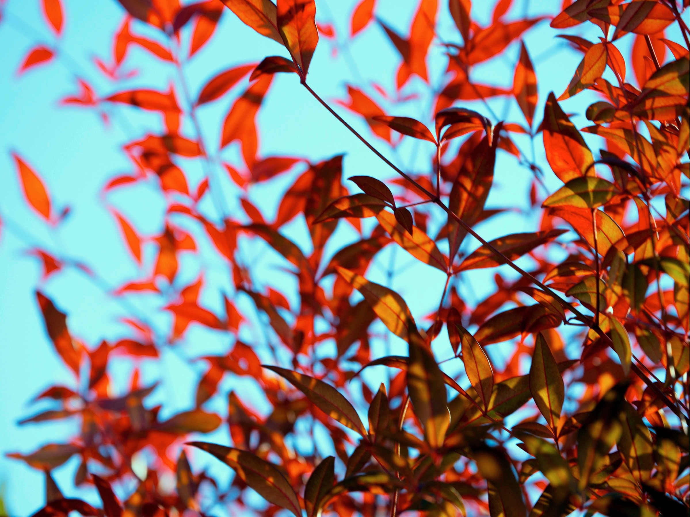 [JP] Rika Sakurada (桜田梨加) - ヌー