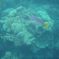 軟珊瑚區