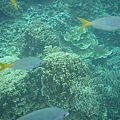 軟珊瑚區