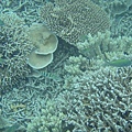 奇形怪狀的珊瑚礁