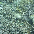 藍色珊瑚礁區