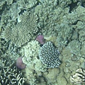 奇奇怪怪的珊瑚