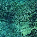 藍色珊瑚礁區