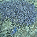 漂亮的藍色珊瑚