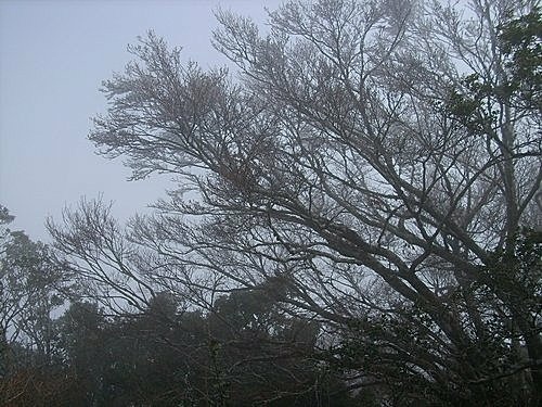 980102塔曼山拉拉山比亞山巴陵山(162).jpg