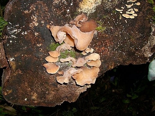 980301茶墾山(52).jpg