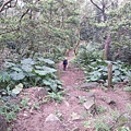 1050327多福步道青龍嶺大棟山石灰坑山福源山步道縱走下午大棟山單車行046.jpg