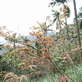 1050327多福步道青龍嶺大棟山石灰坑山福源山步道縱走下午大棟山單車行061.jpg