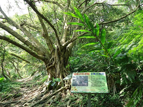 1100418鶯歌16棵大榕樹巡禮-順登西鶯山-鶯歌蛋山50.jpg
