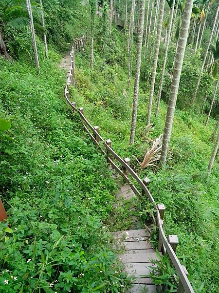 被雜草淹沒的步道