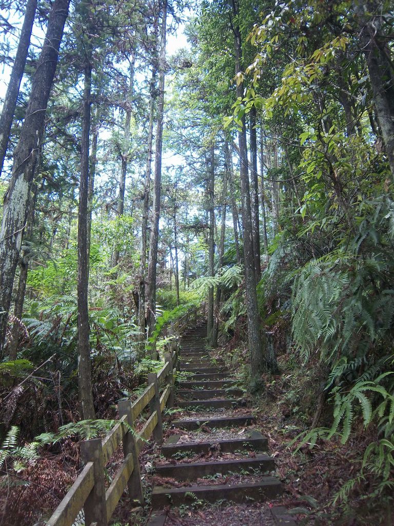 澀水森林步道