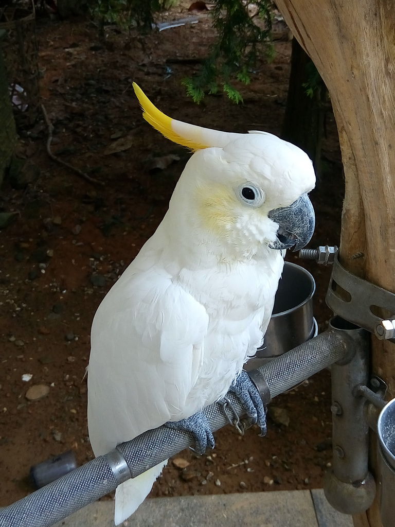 渡假村鸚鵡