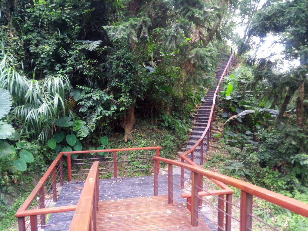 茄苳老樹步道