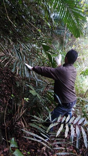 踏查茶山四號橋路上...