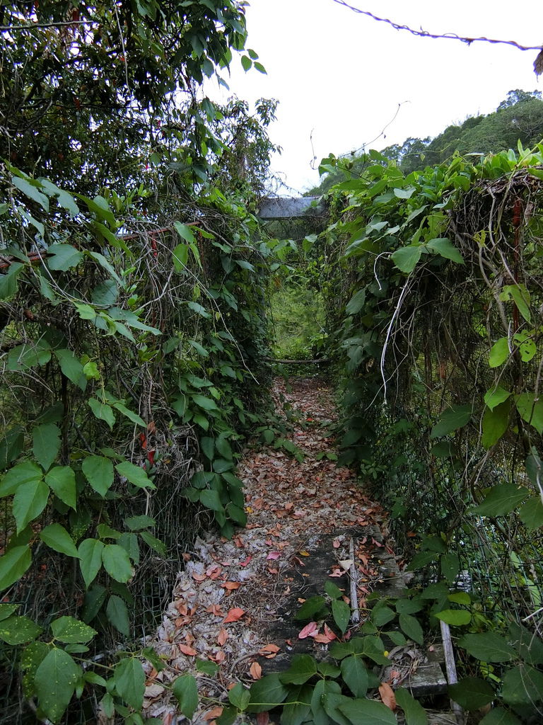 民興巷保線吊橋（北屯）