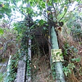 北田苦苓圇吊橋 遺跡（太平）