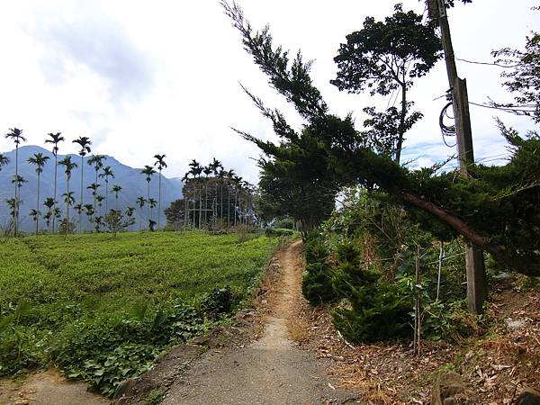 青年嶺步道東側入口