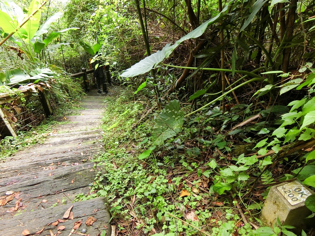 青年嶺步道 0.2K