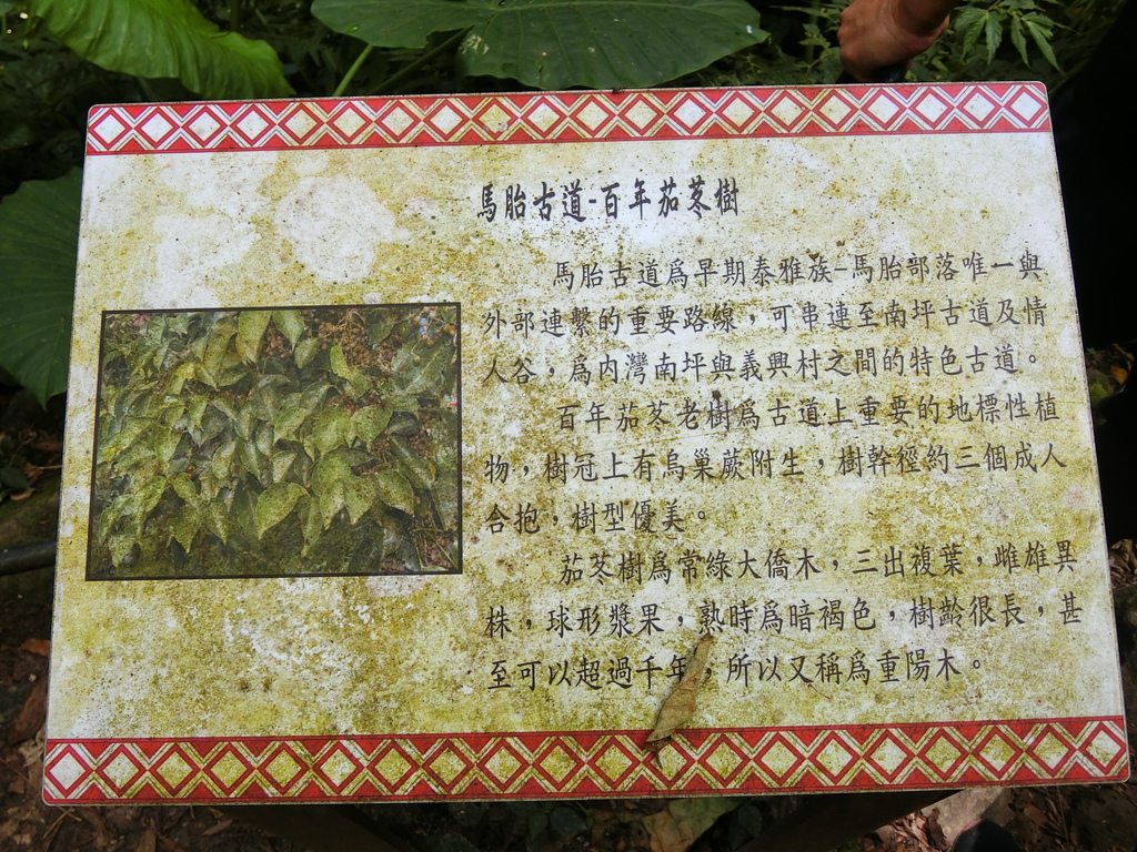 馬胎古道百年茄冬樹