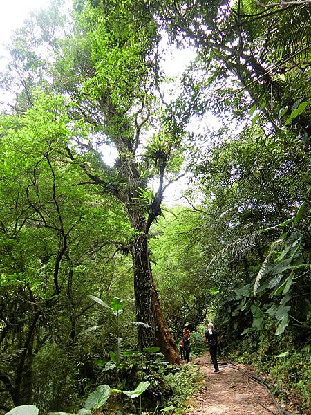 馬胎古道百年茄冬樹