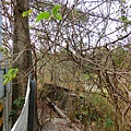 長龍吊橋 遺跡（太平）