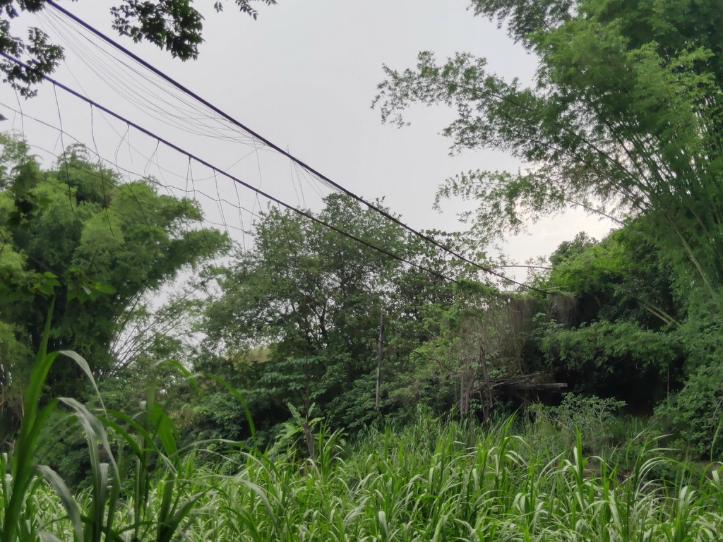 大坪頂吊橋（東山）