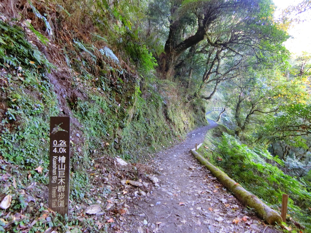 檜山巨木群步道0.2K