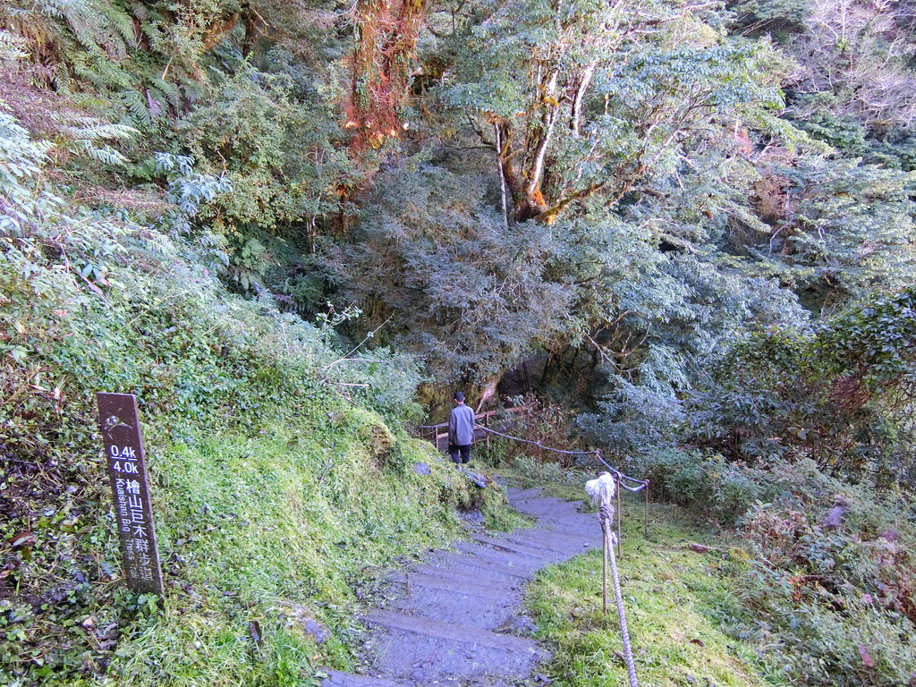 檜山巨木群步道0.4K
