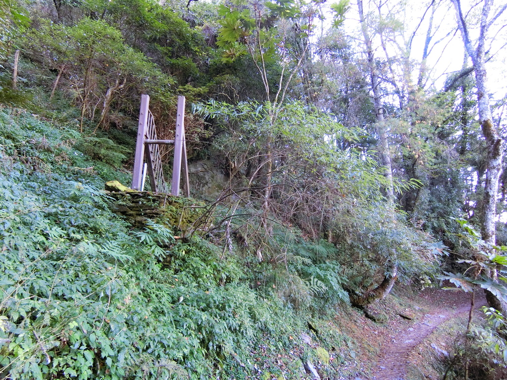 檜山巨木群步道吊橋（五峰）