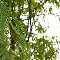 CanonG 093.jpg