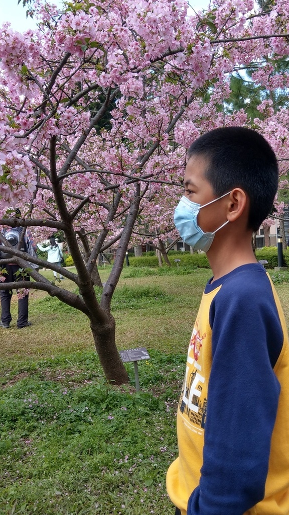 2023年放寒假💫走讀台北💫day 1(上)💫中央大學櫻花林