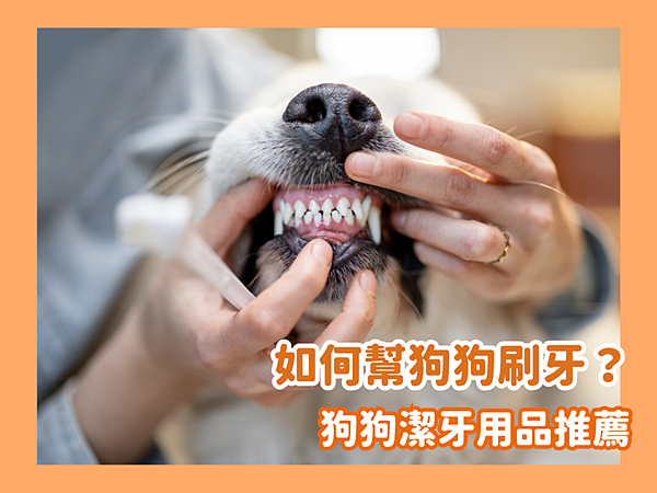 如何幫狗狗刷牙？不要心急！這樣做狗狗才會聽話！狗狗用品推薦