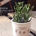 鄉村多肉植物 (11).jpg