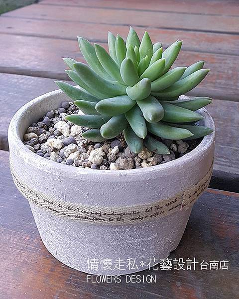 植栽 (11).jpg