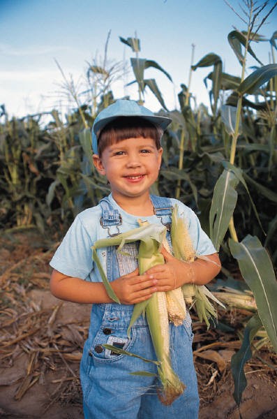 cornbiofuel.jpg cornbiofuel.jpg