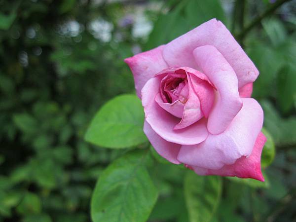 照片 2641.jpg 照片 2641.jpg