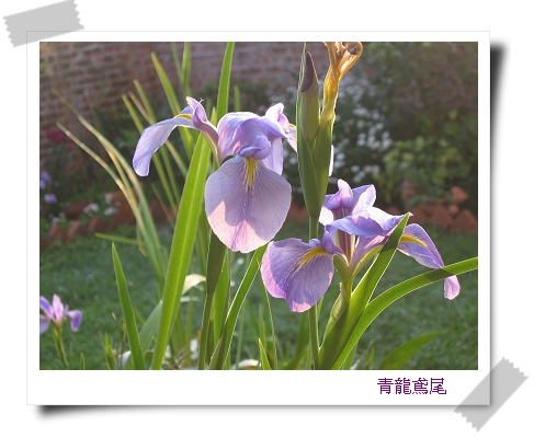 我的鳶尾花們 Dina的花園 痞客邦