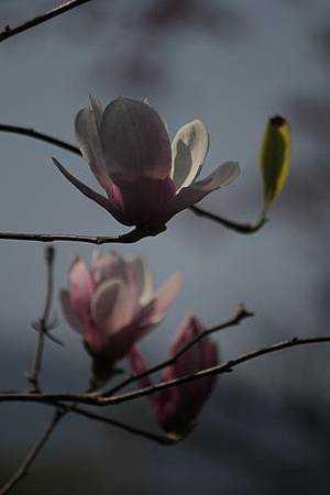 IMG_1961 IMG_1961